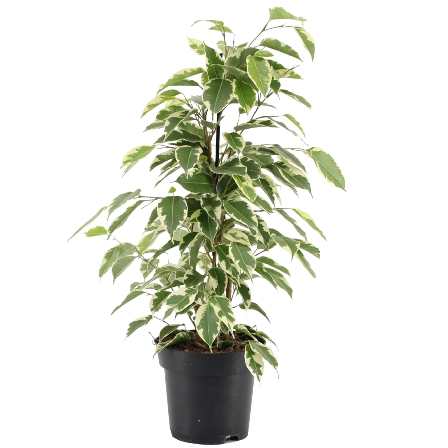 Ficus benjamina Starlight (12cm) V2