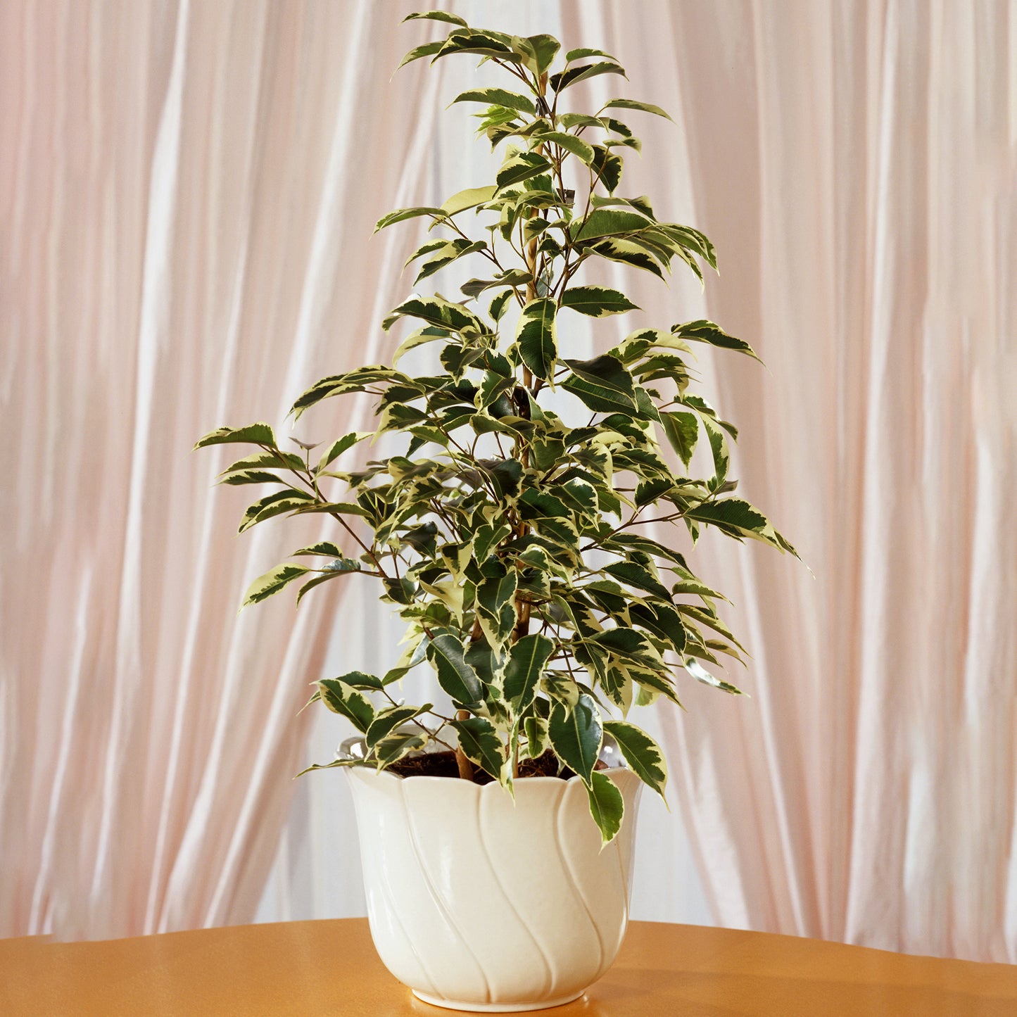 Ficus benjamina Starlight (12cm) V2