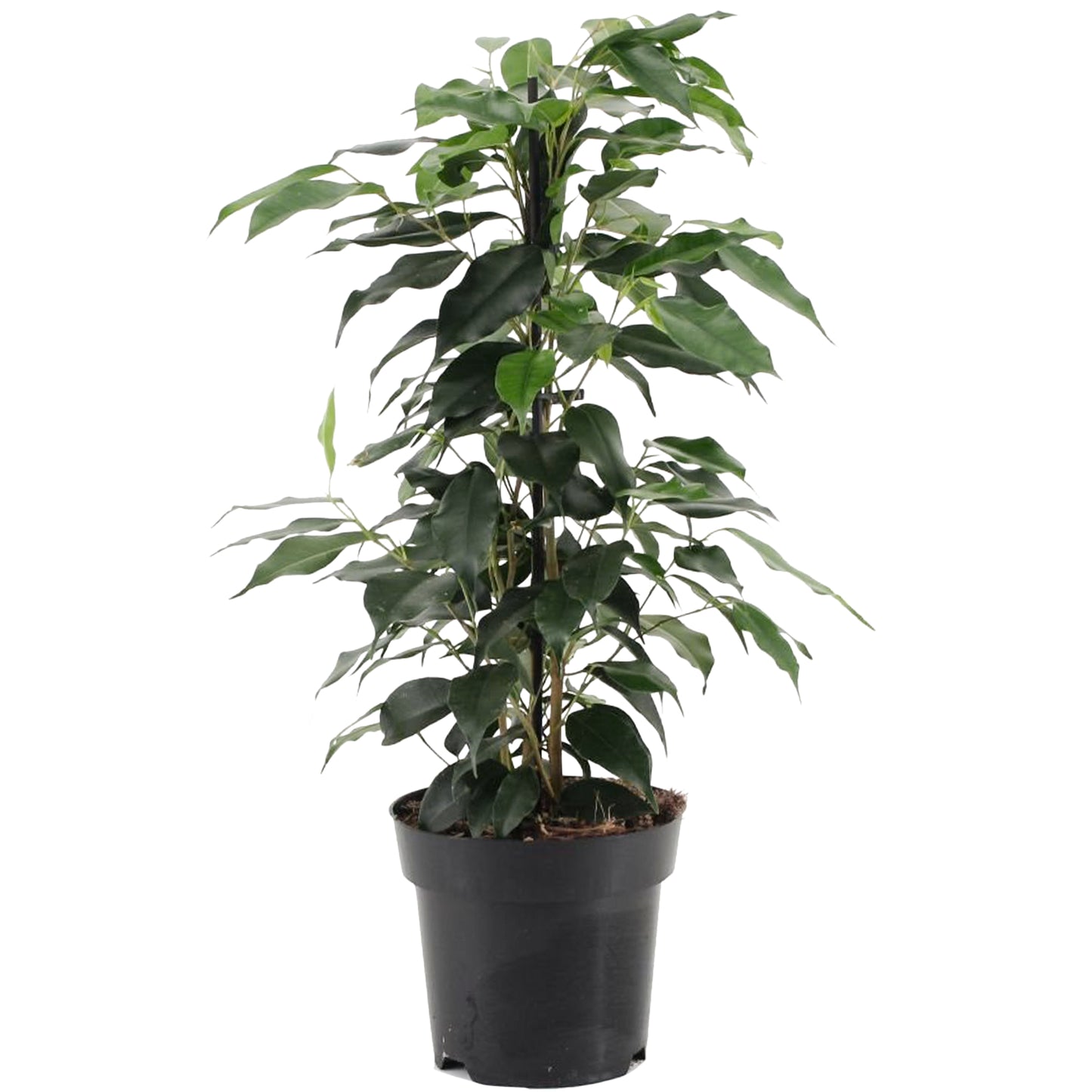 Ficus benjamina Danielle (12cm) V3