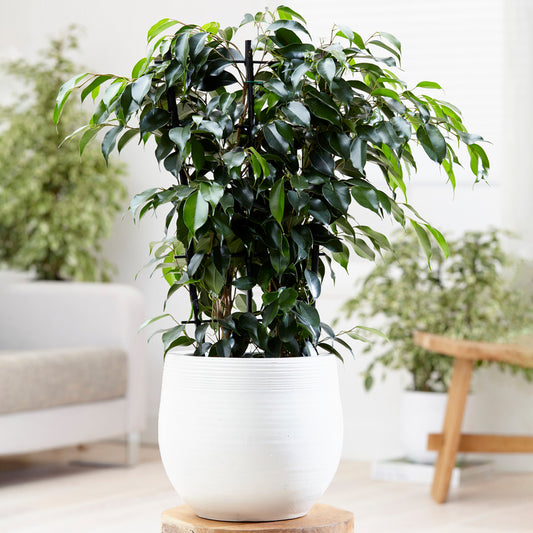Ficus benjamina Danielle (12cm) V1