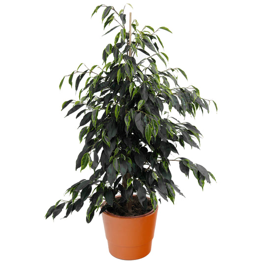 Ficus benjamina Danielle (12cm) V2