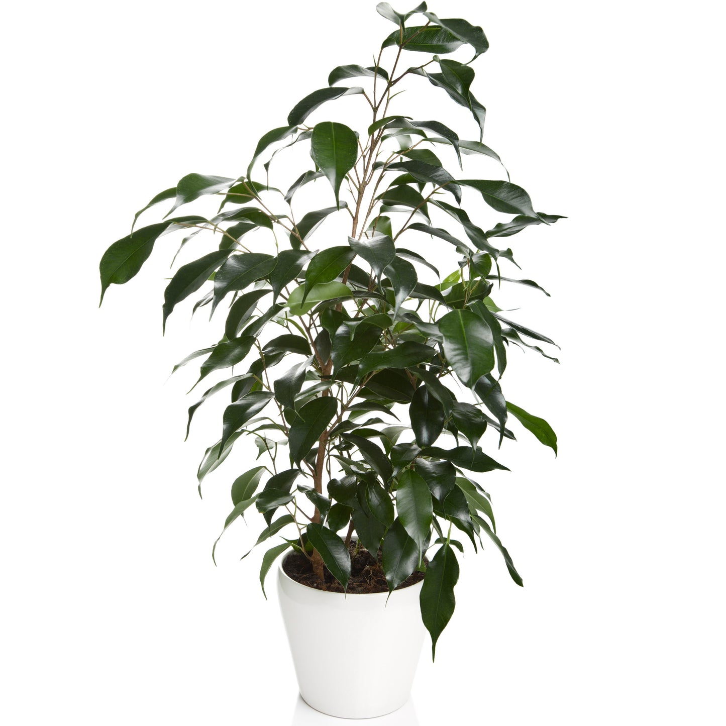 Ficus benjamina Danielle (12cm) V3