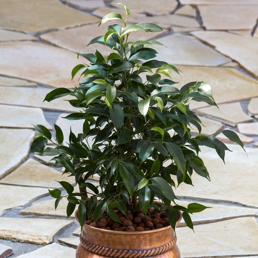 Ficus benjamina Danielle (12cm) V4