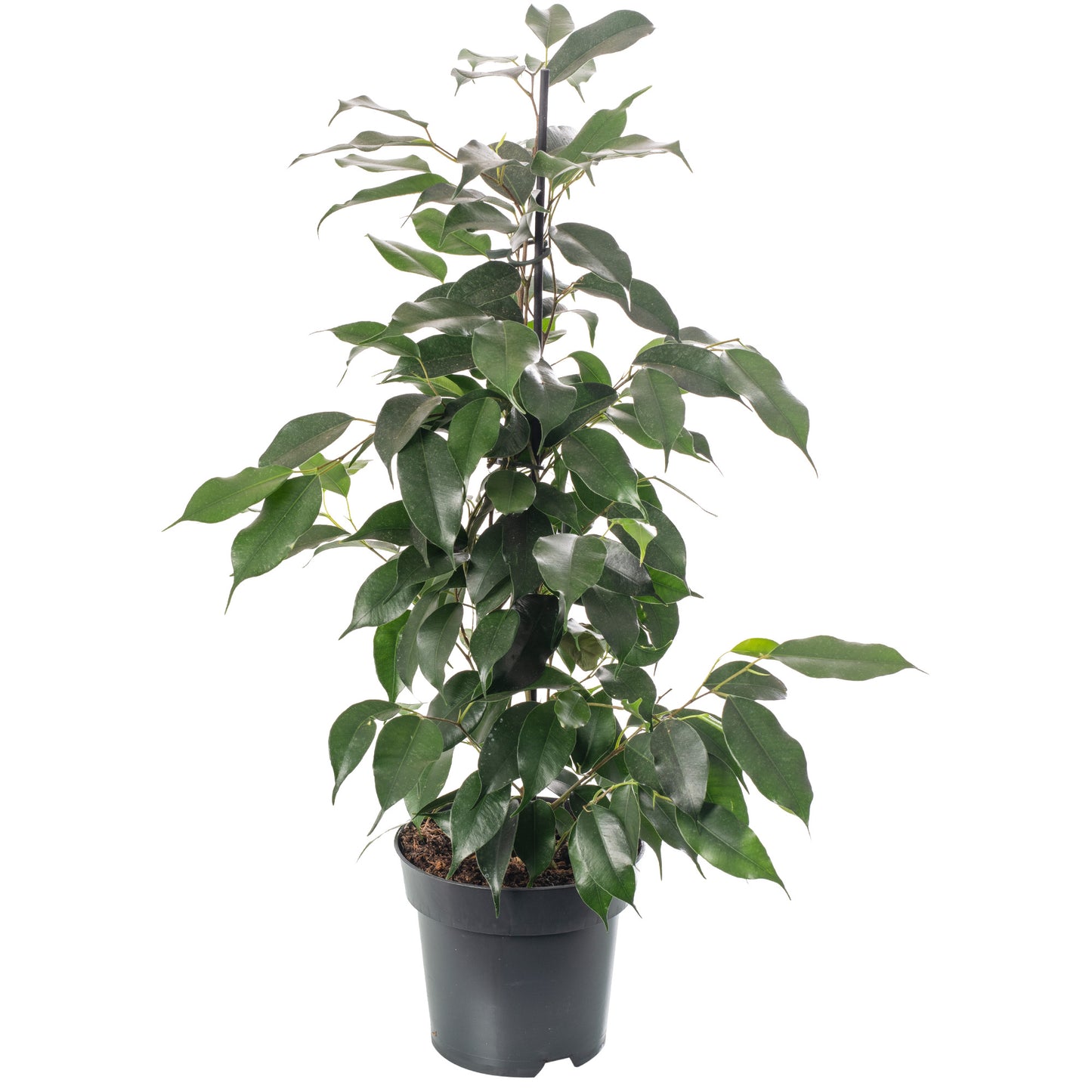 Ficus Benjamina Danielle