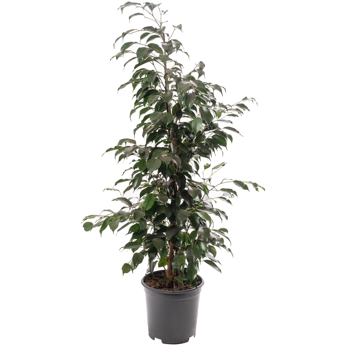 Ficus Benjamina Danielle