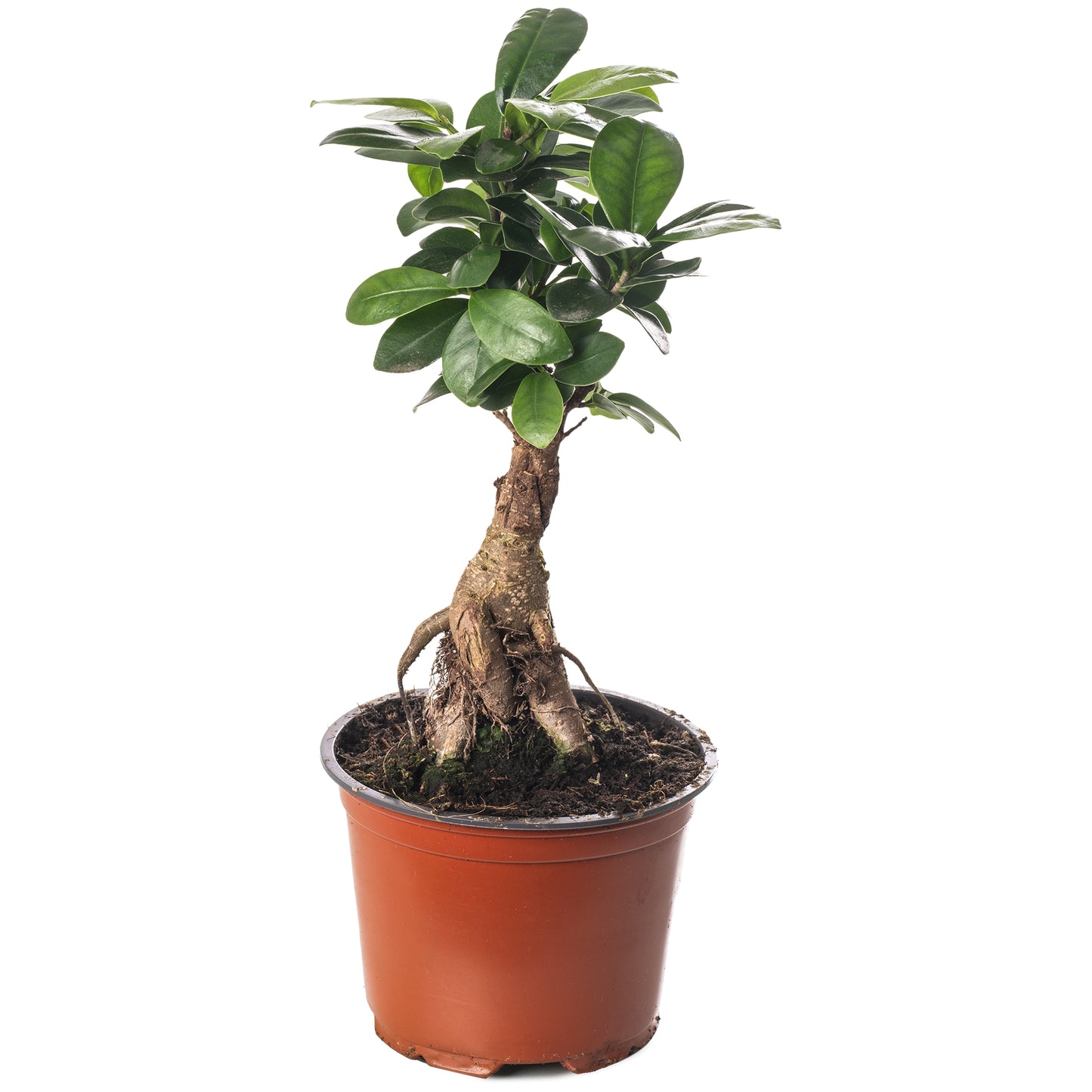 Ficus Ginseng
