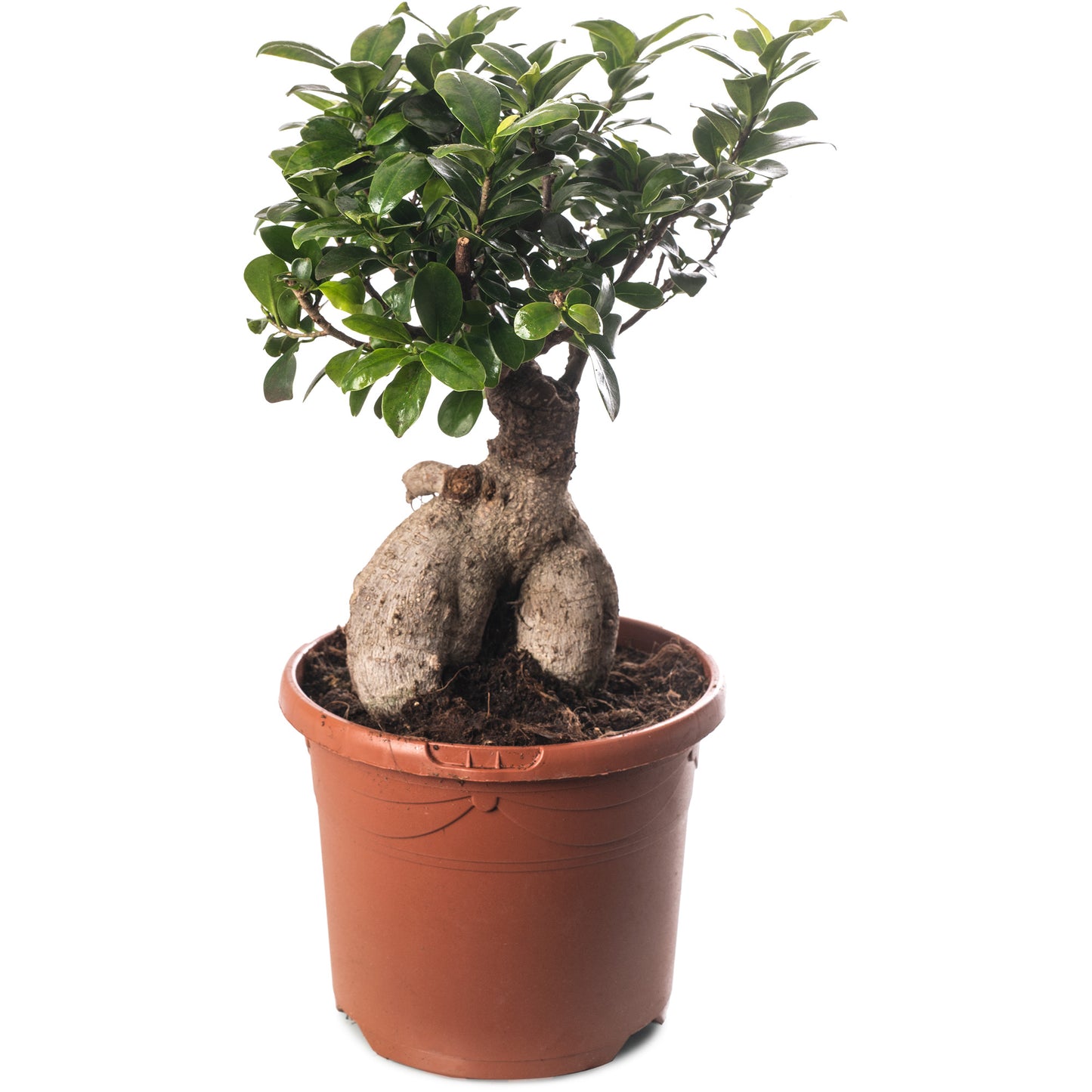 Ficus Ginseng