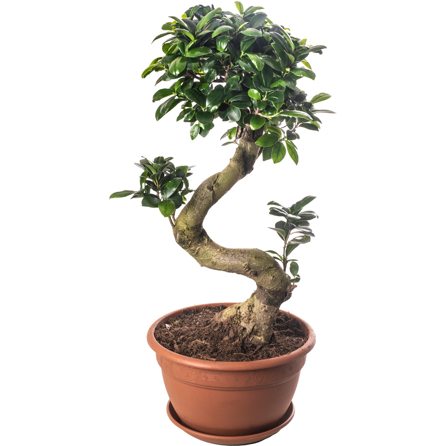 Ficus Ginseng