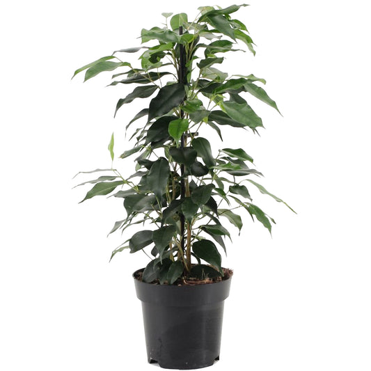 Ficus benjamina Danielle