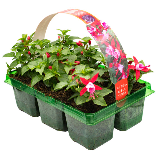 Basket Plants - Fuchsia Bush Bella Nikita (6 Pack)