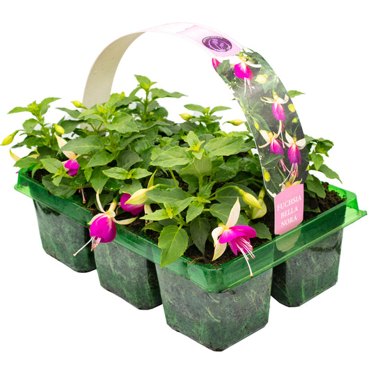 Basket Plants - Fuchsia Semi-Trailing Bella Nora (6 Pack)