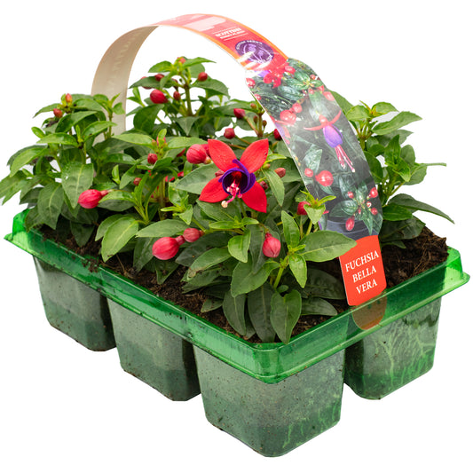 Basket Plants - Fuchsia Bush Bella Vera (6 Pack)