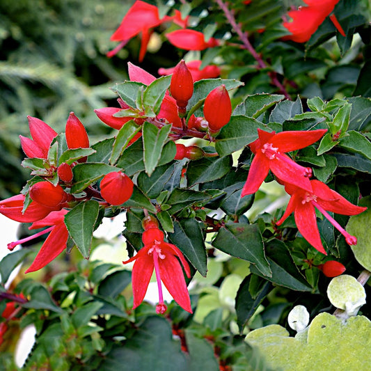 Fuchsia Chilli Red (9cm)