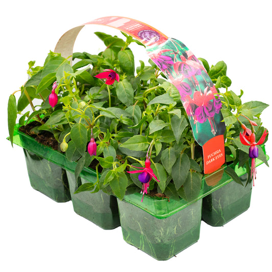 Basket Plants - Fuchsia Trailing Dark Eyes (6 Pack)