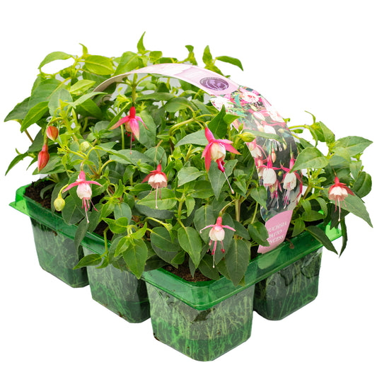 Basket Plants - Fuchsia Trailing Patio Princess (6 Pack)