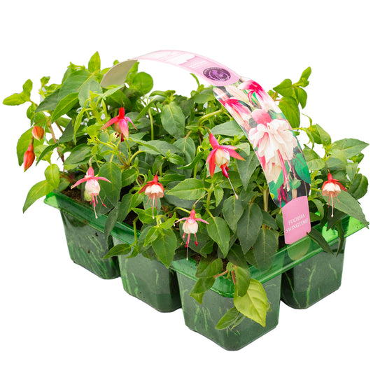 Basket Plants - Fuchsia Trailing Swing Time (6 Pack)
