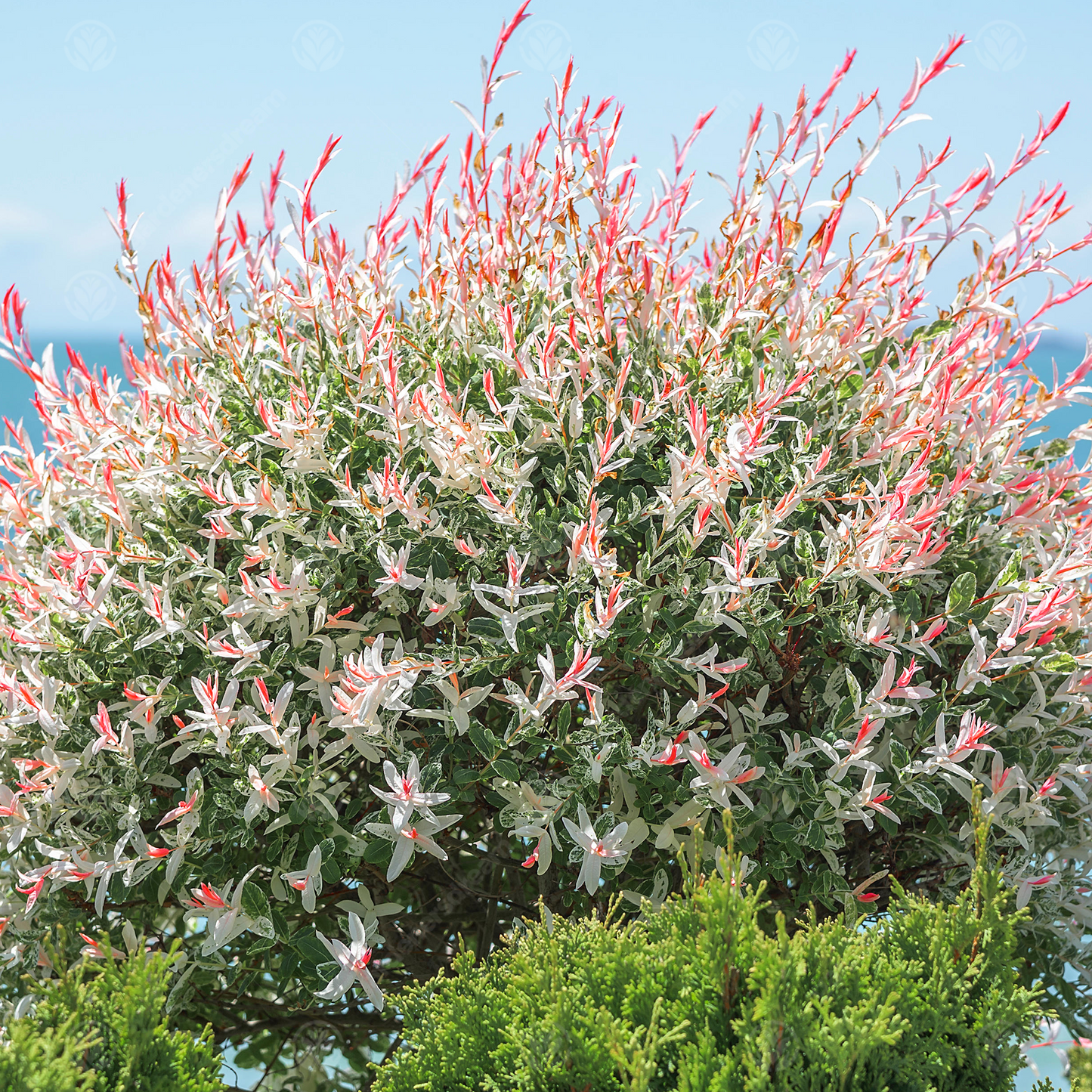 Salix Hakuro Nishiki Tree (12L, 5-6ft)
