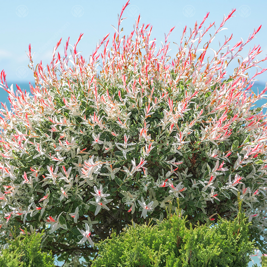 Salix Hakuro Nishiki Tree (12L, 5-6ft)