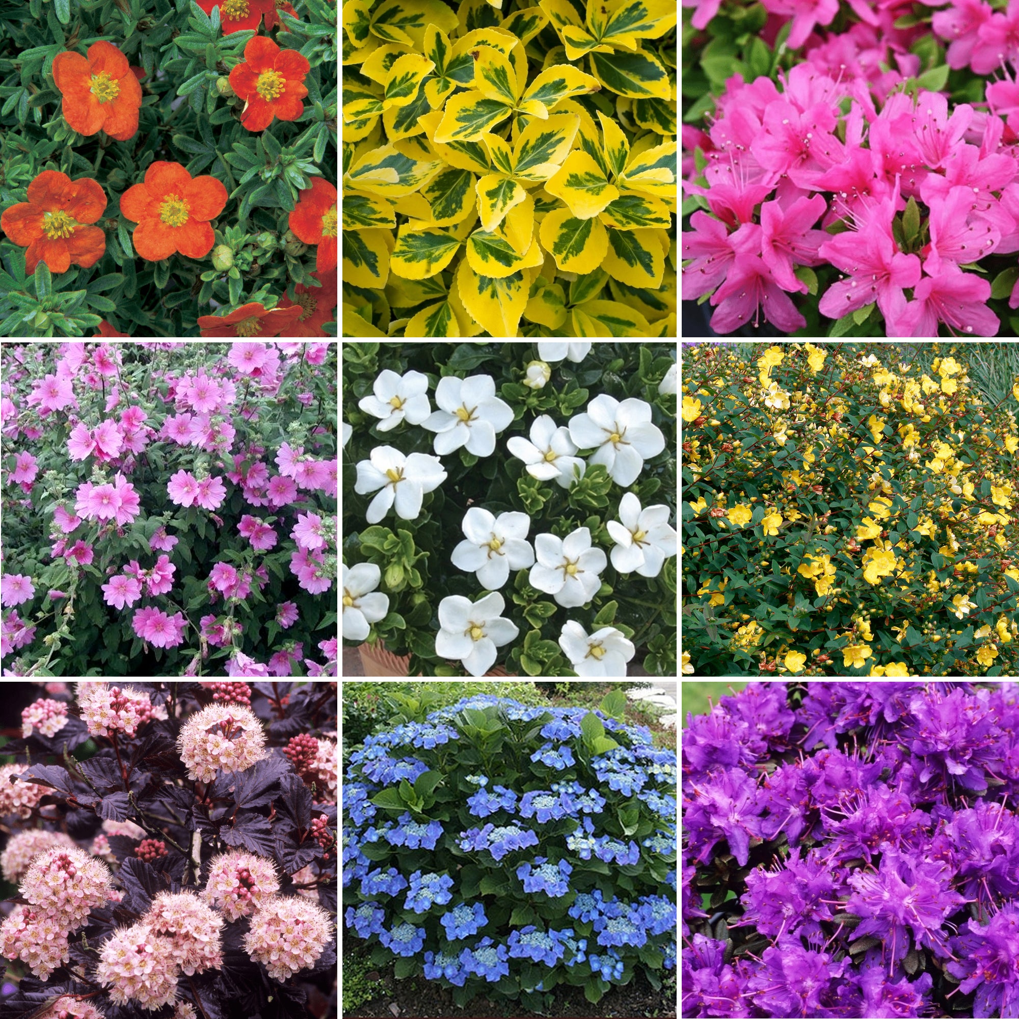 Shrub Mix Module Shrub Mix (1L, Pack of 5) – 247plants