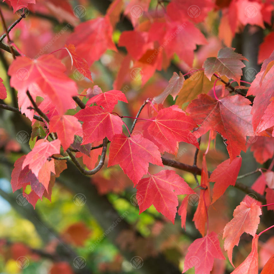 Acer Red Sunset Tree (12L, 5-6ft)