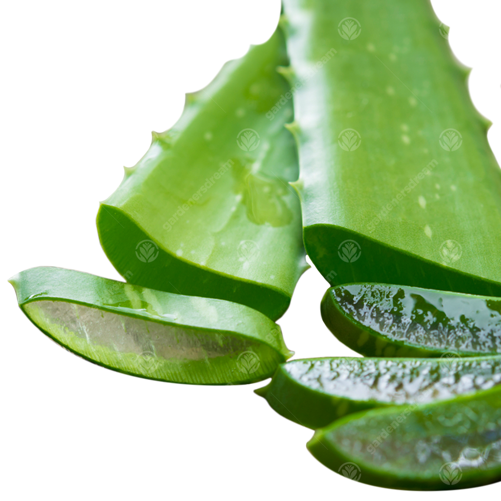 Aloe Vera Leaves (15-25cm) - 3 Leaves