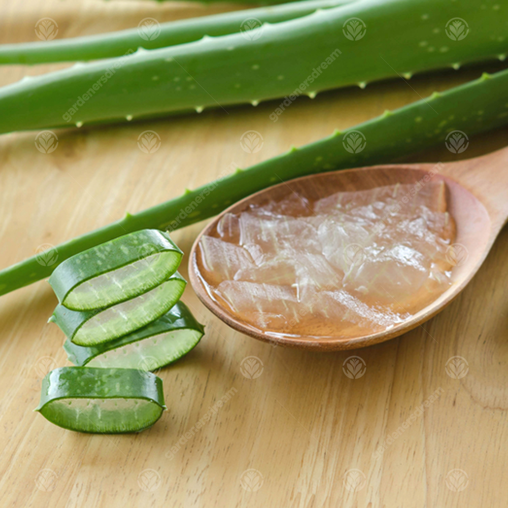 Aloe Vera Leaves (15-25cm) - 3 Leaves