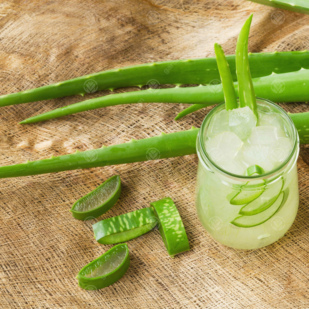 Aloe Vera Leaves (15-25cm) - 3 Leaves