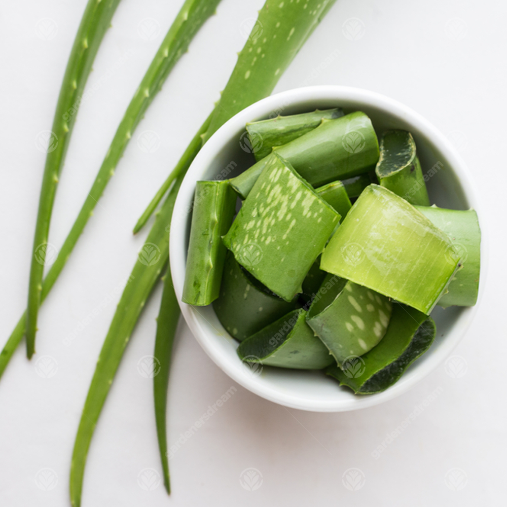 Aloe Vera Leaves (15-25cm) - 3 Leaves