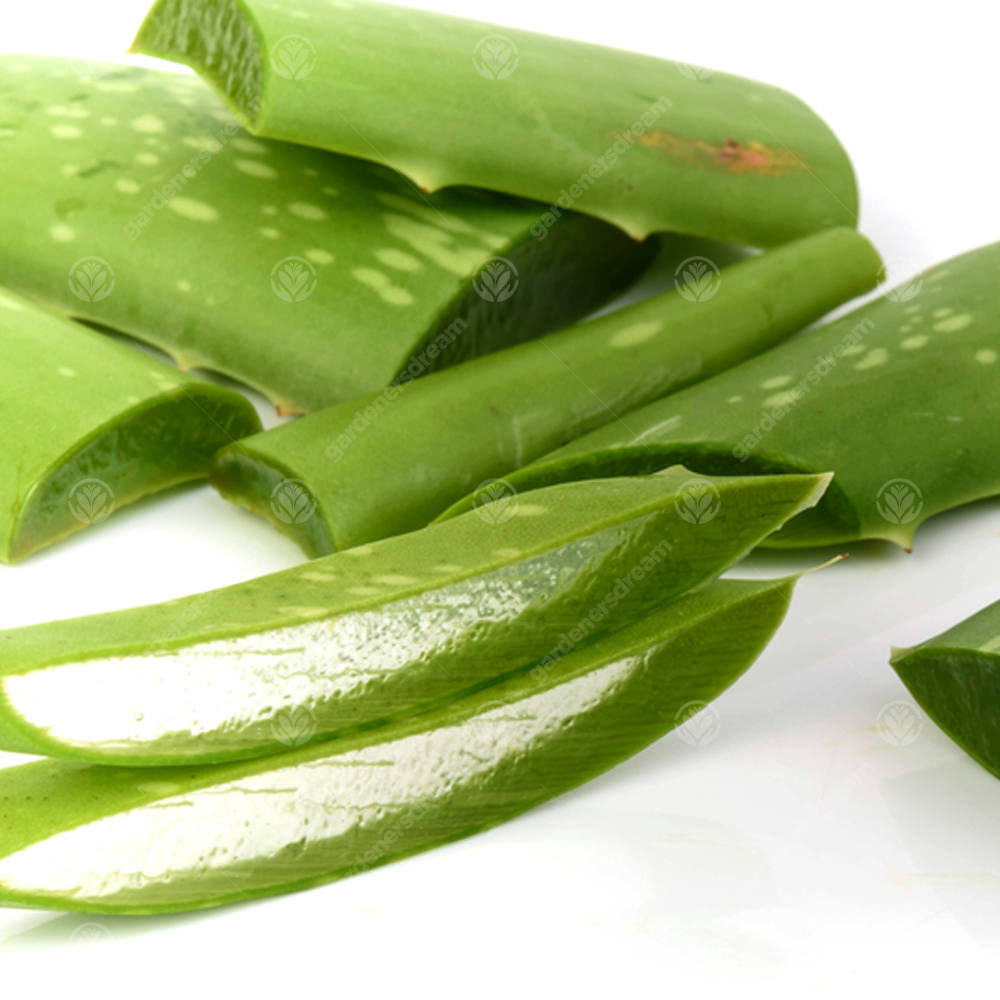 Aloe Vera Leaves (15-25cm) - 3 Leaves