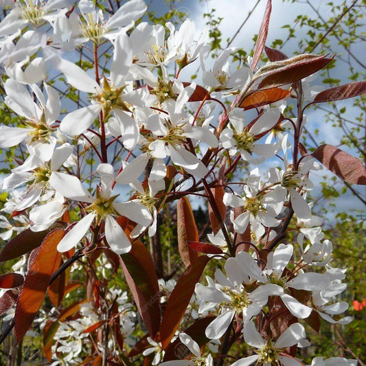 Amelanchier La Paloma Tree (12L, 5-6ft)