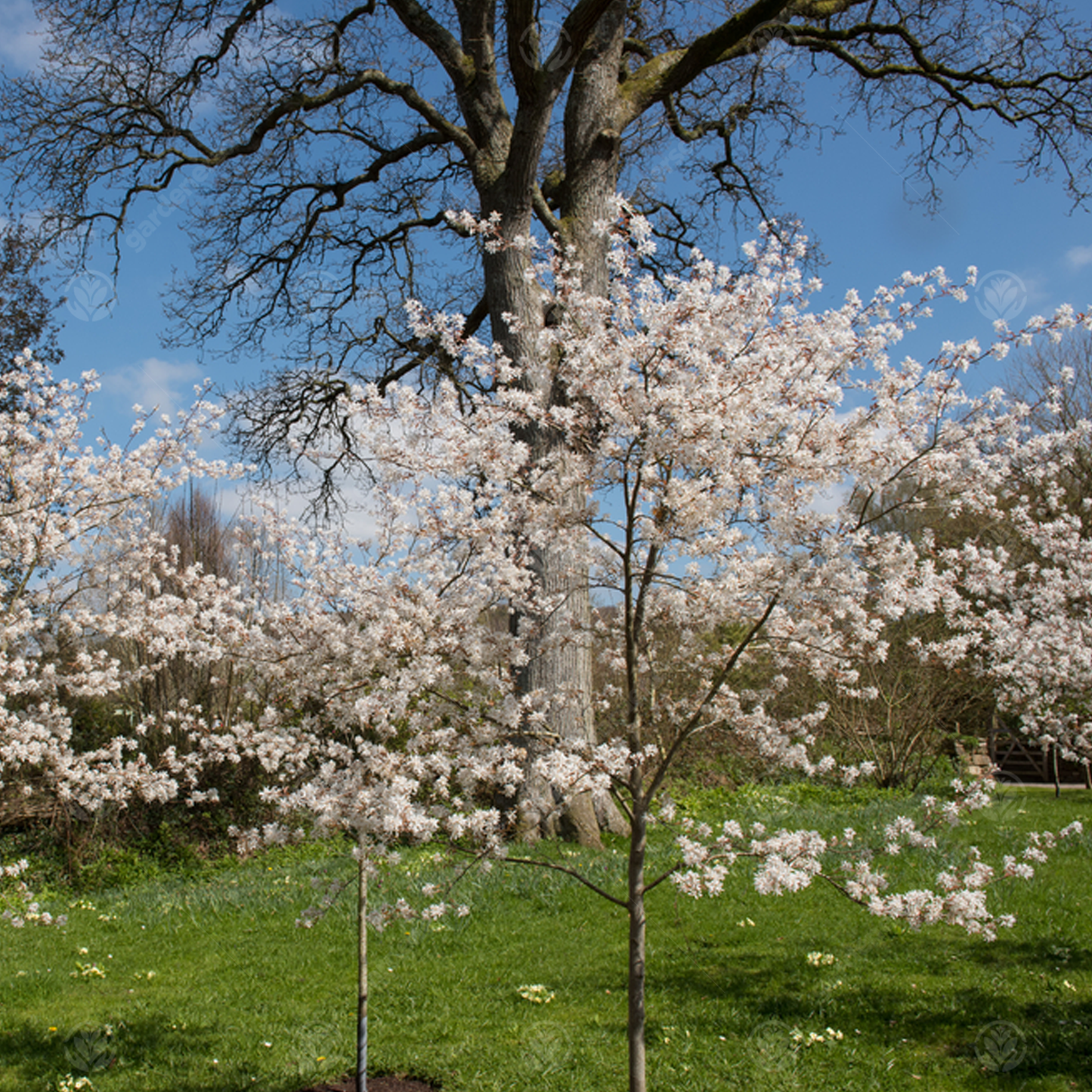 Amelanchier La Paloma Tree (12L, 5-6ft)