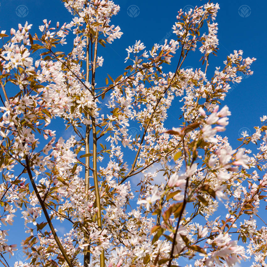 Amelanchier Robin Hill Tree (12L, 5-6ft)