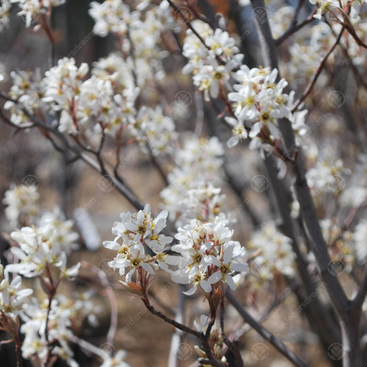 Amelanchier Snow Cloud Tree (12L, 5-6ft)