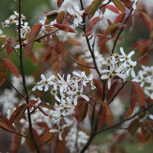 Amelanchier Lamarckii Tree (12L, 5-6ft)