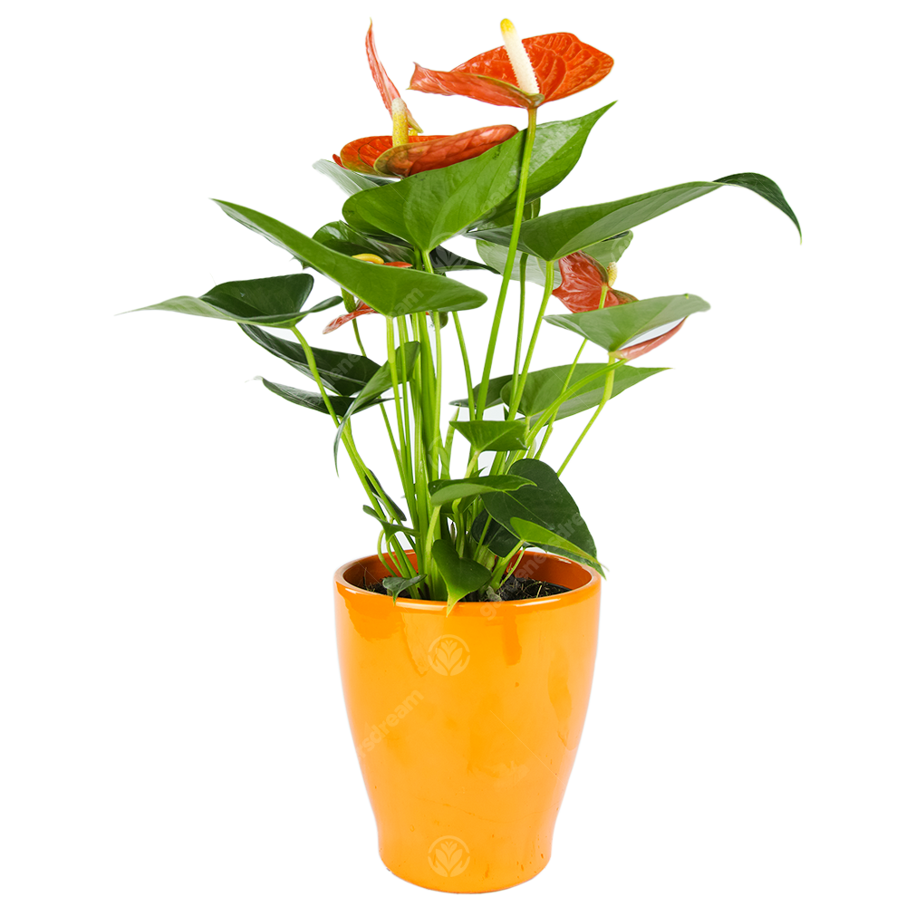 Anthurium (13cm) - Ceramic Pot