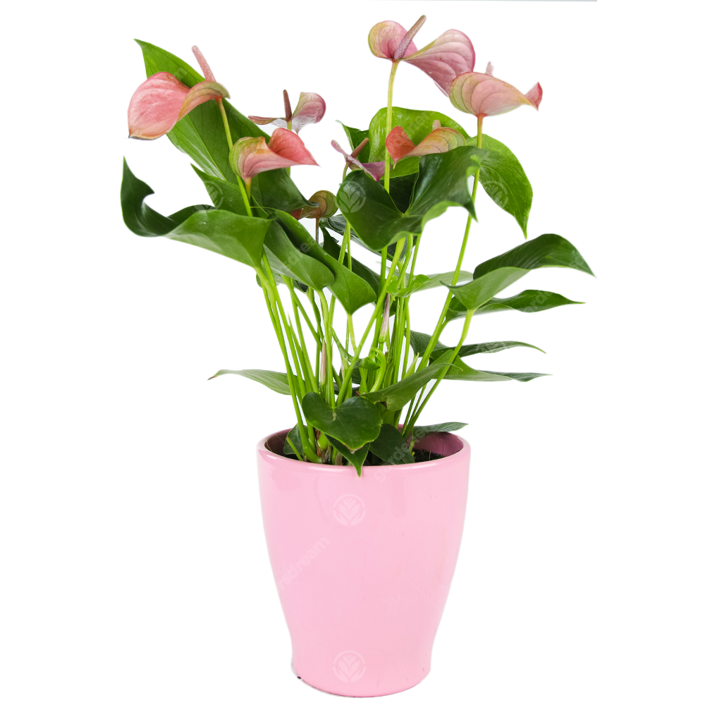 Anthurium (13cm) - Ceramic Pot