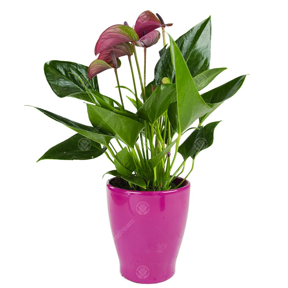 Anthurium (13cm) - Ceramic Pot