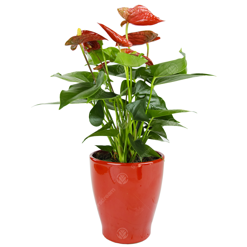 Anthurium (13cm) - Ceramic Pot