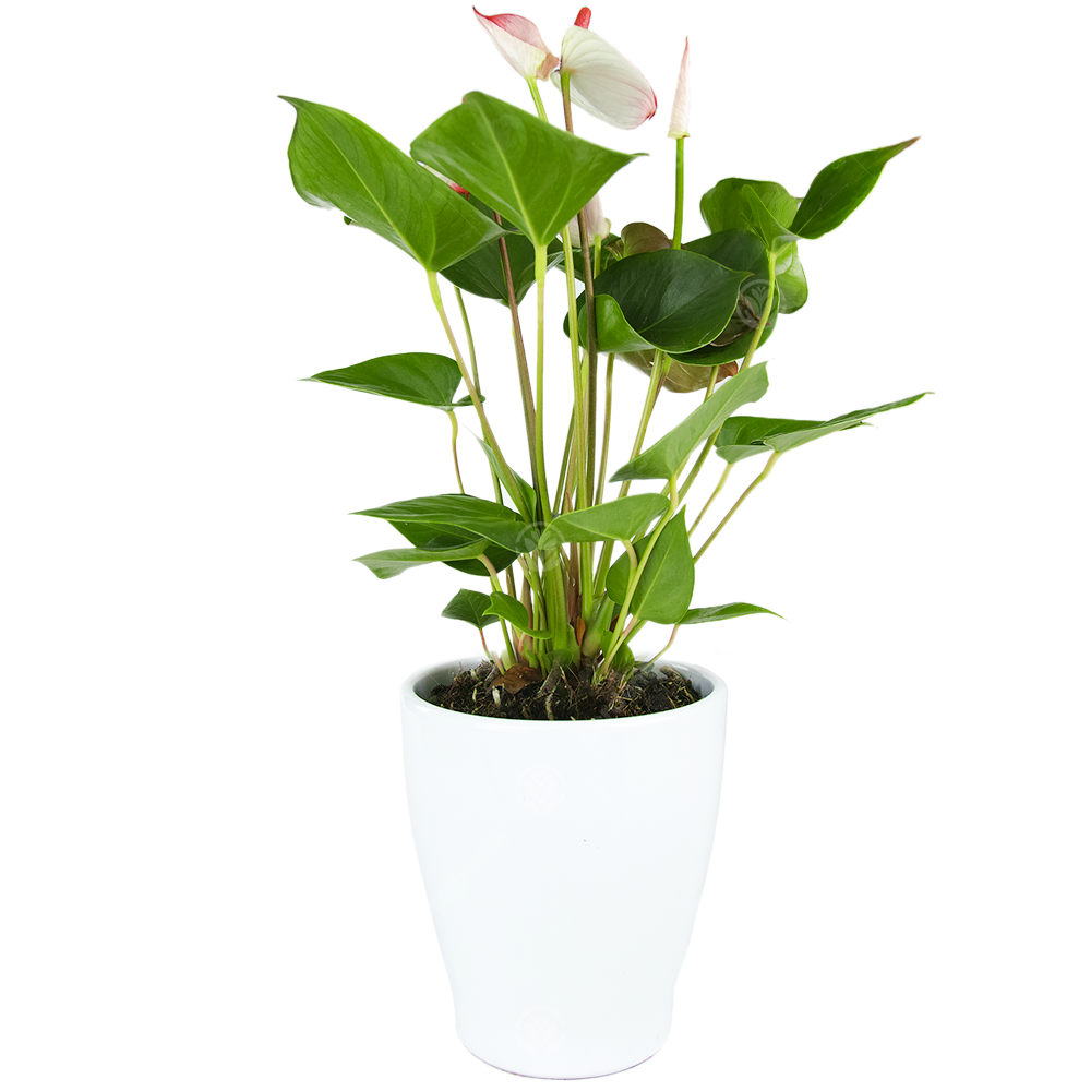 Anthurium (13cm) - Ceramic Pot