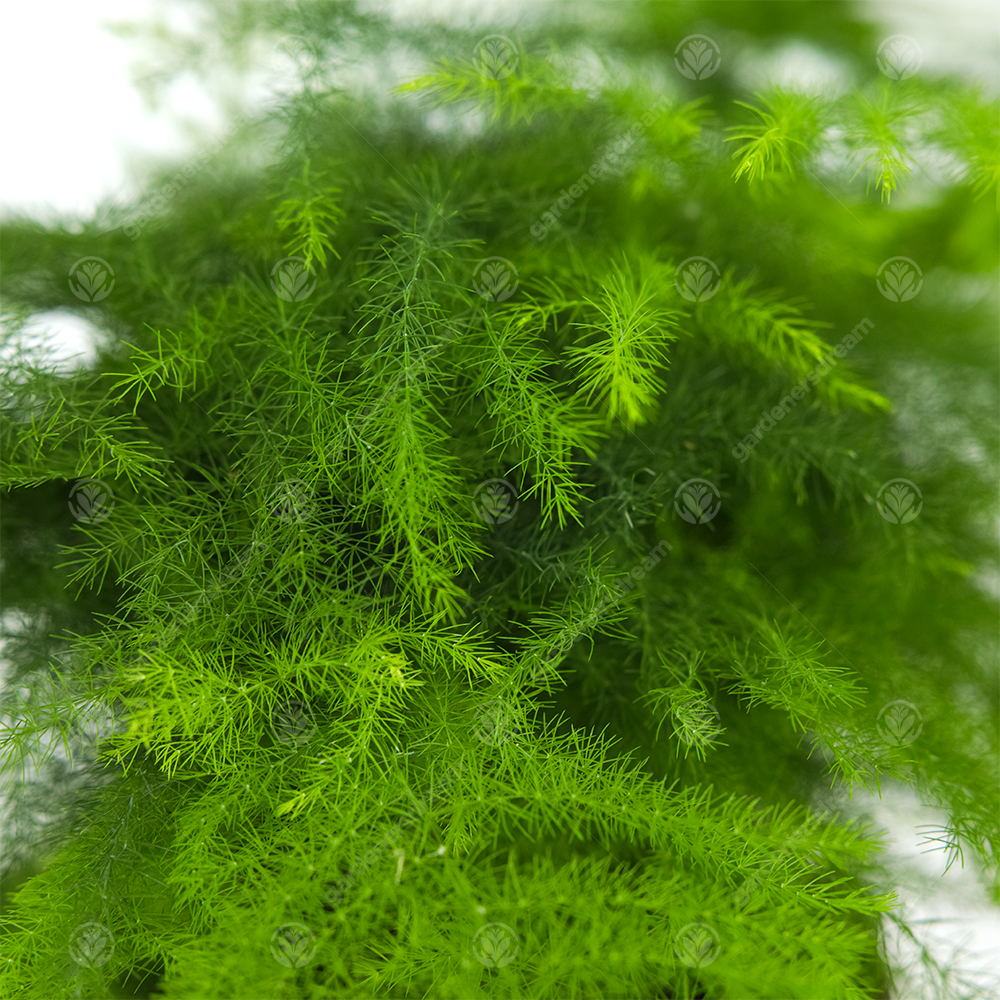 Asparagus Plumosus (12cm)