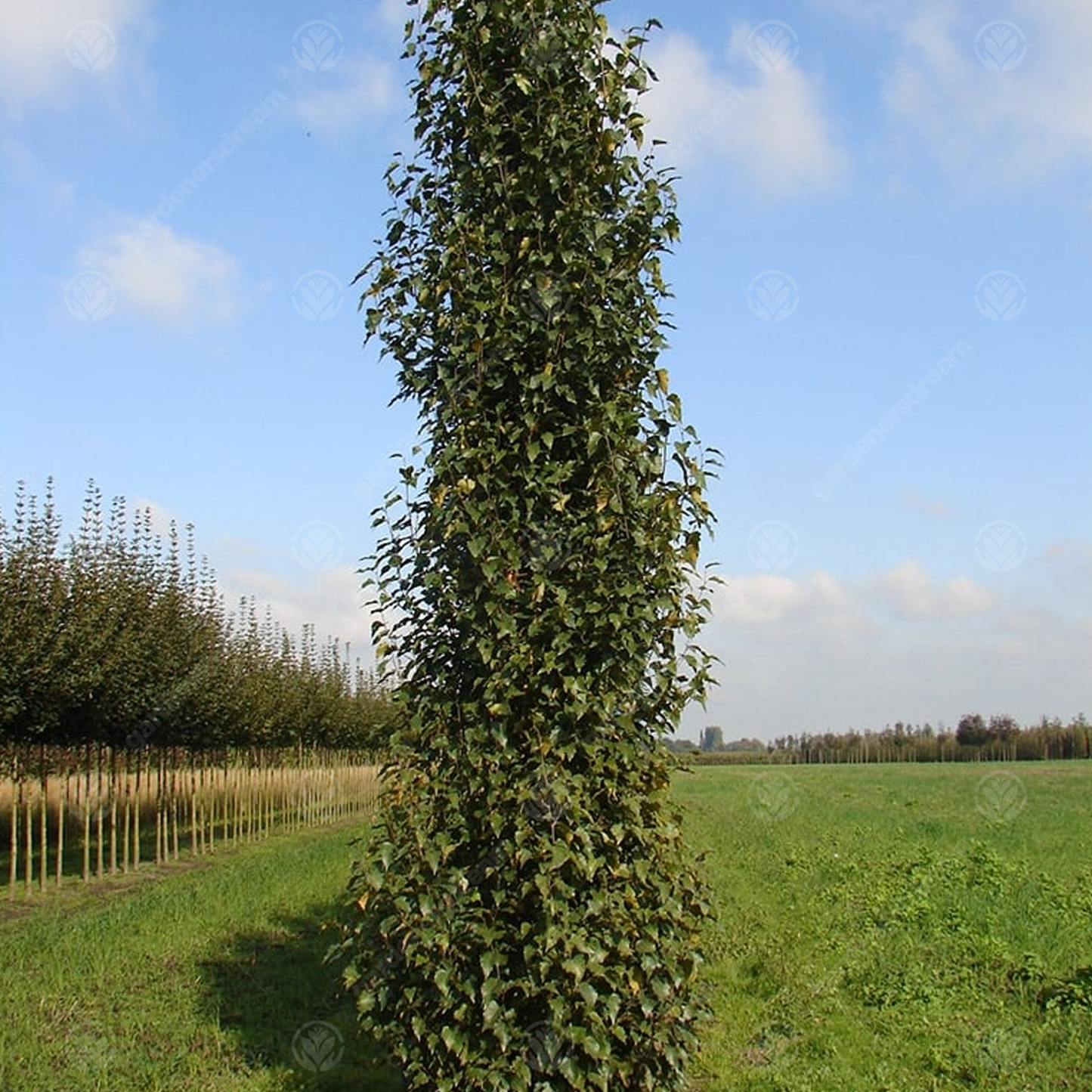 Betula Fastigiata Tree (12L, 5-6ft)