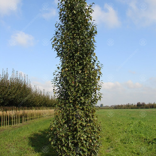 Betula Fastigiata Tree (12L, 5-6ft)