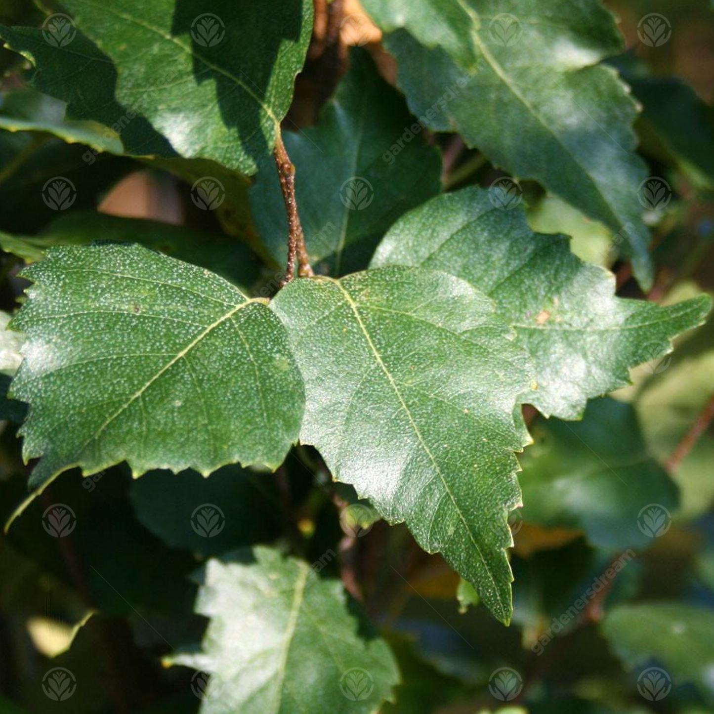 Betula Fastigiata Tree (12L, 5-6ft)