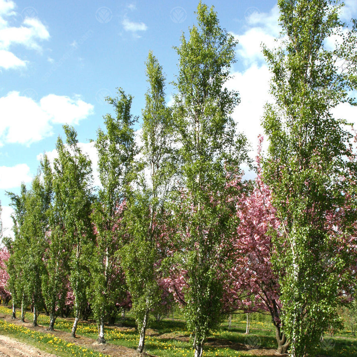 Betula Fastigiata Tree (12L, 5-6ft)