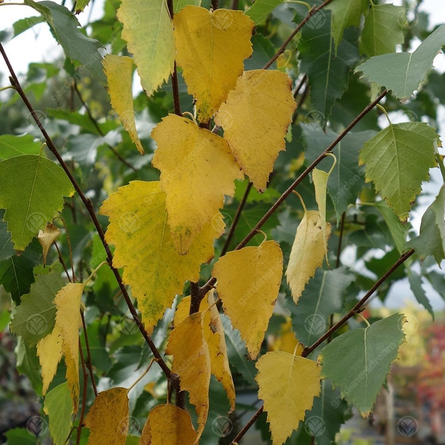 Betula Fastigiata Tree (12L, 5-6ft)