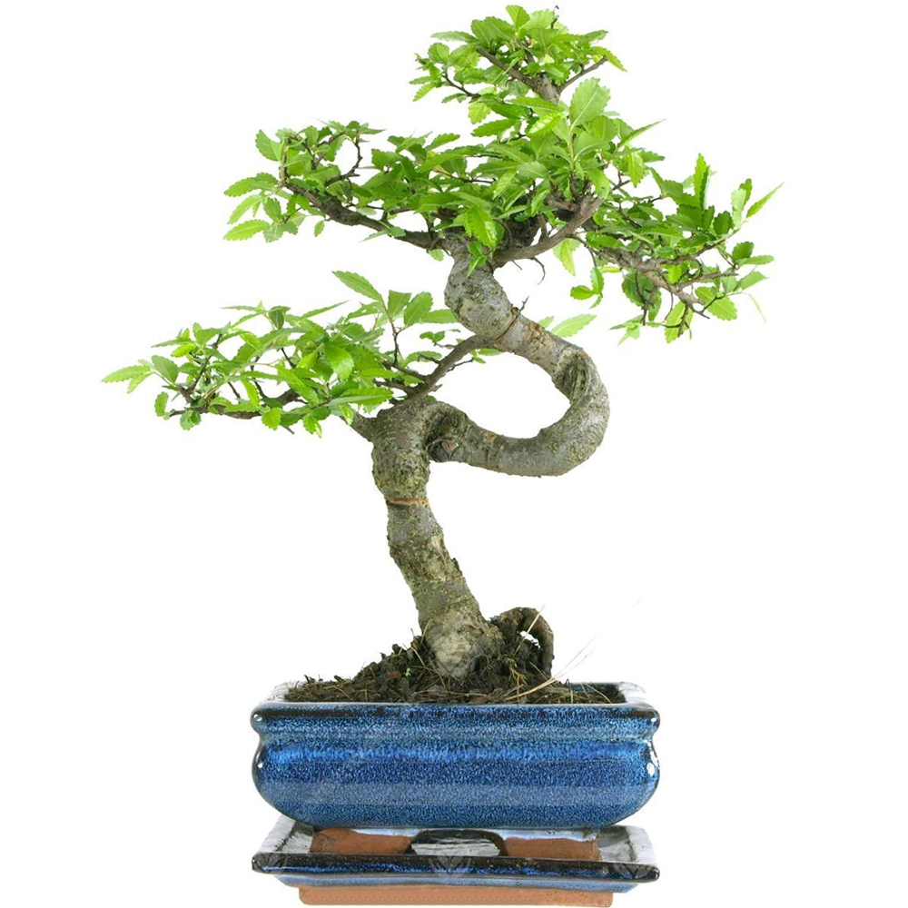 Bonsai Chinese Elm (15cm) + Shears