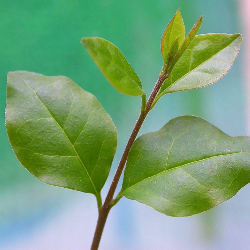 Bonsai Ligustrum (15cm) + Feed