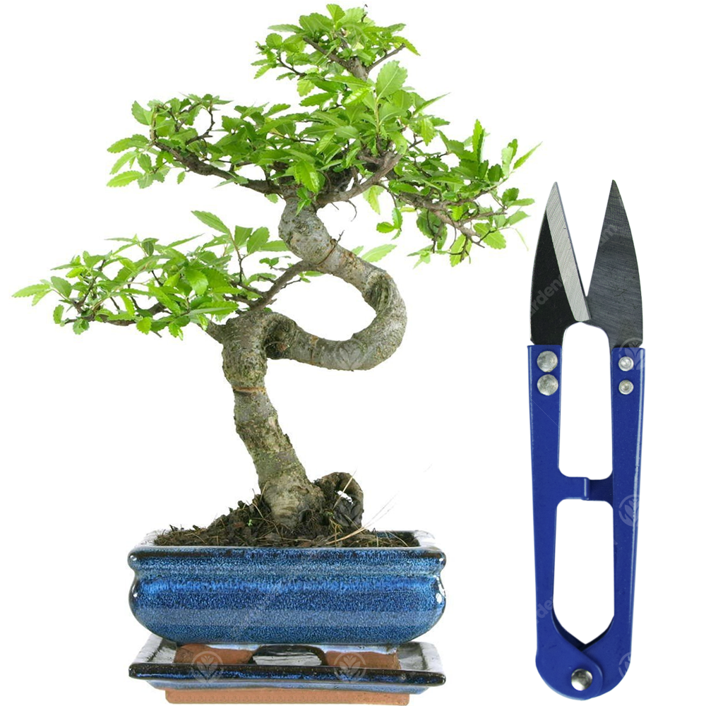 Bonsai Chinese Elm (15cm) + Shears