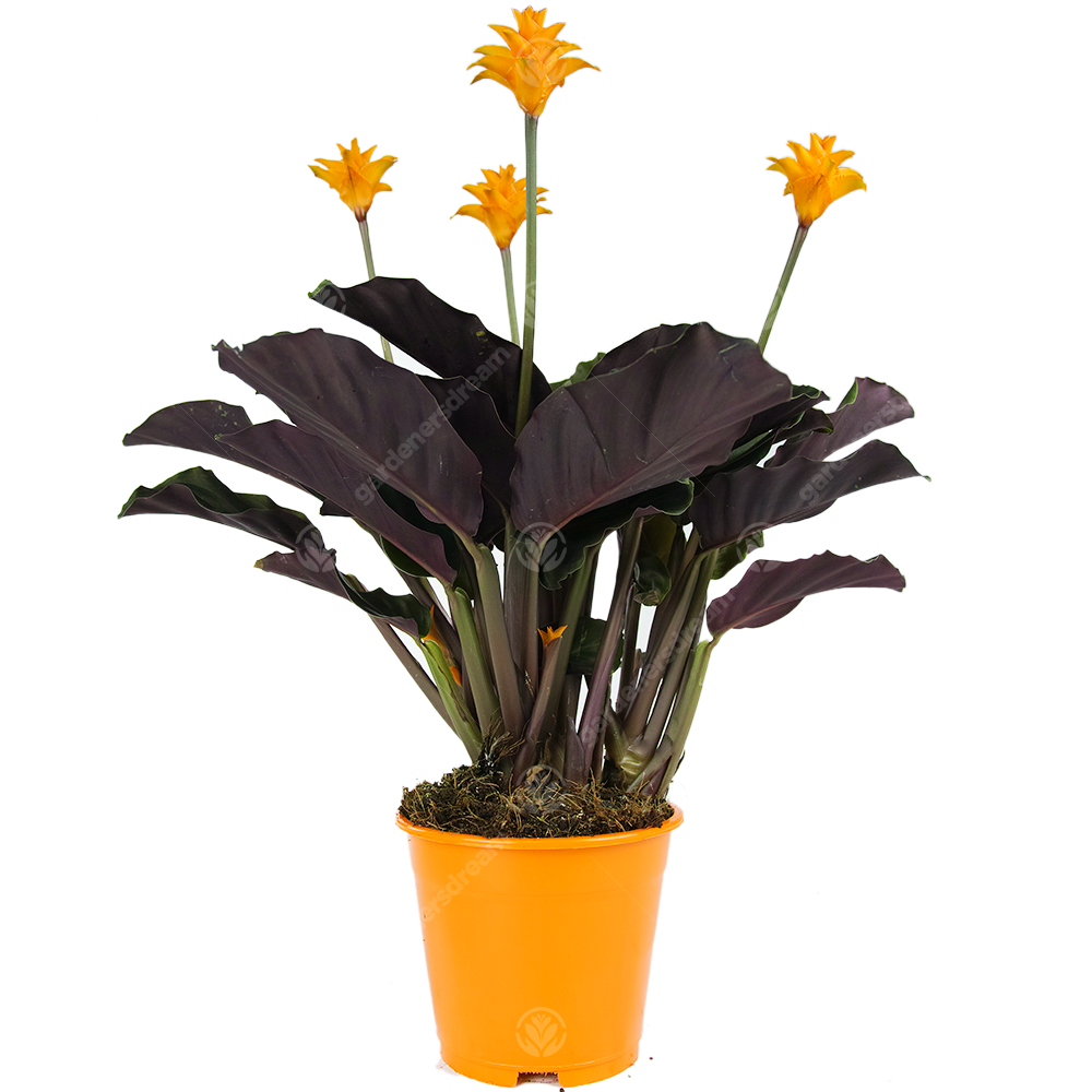 Calathea Crocata (14cm)