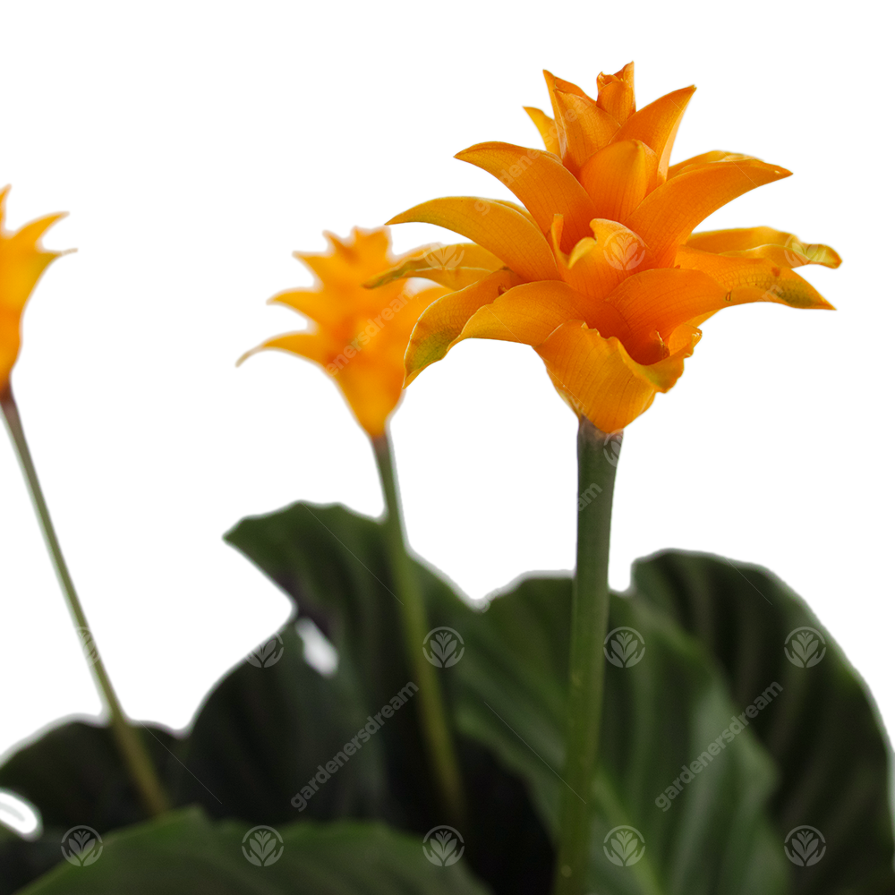 Calathea Crocata (14cm)